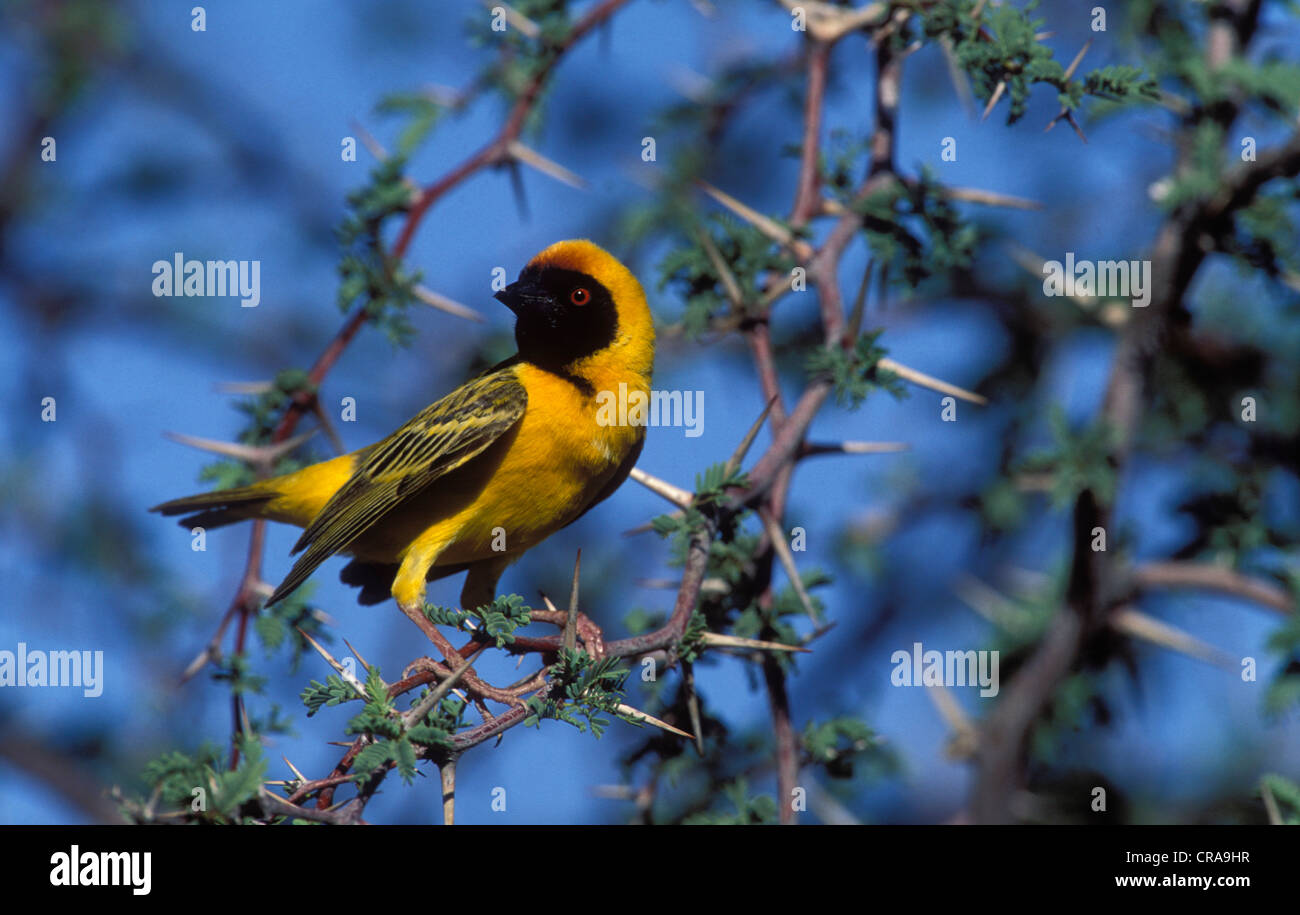 Le sud de l'Afrique ou weaver masqué masked weaver ploceus velatus (), kgalagadi transfrontier Park, Afrique du Sud, l'Afrique Banque D'Images