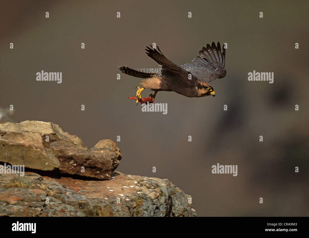 Faucon lanier (Falco biarmicus), en vol, Giant's Castle Game Reserve, Drakensberg, Kwazulu-Natal, Afrique du Sud, l'Afrique Banque D'Images