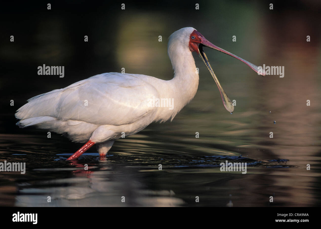 Spatule d'Afrique (platalea alba), l'alimentation, le Kwazulu-Natal, Afrique du Sud, l'Afrique Banque D'Images