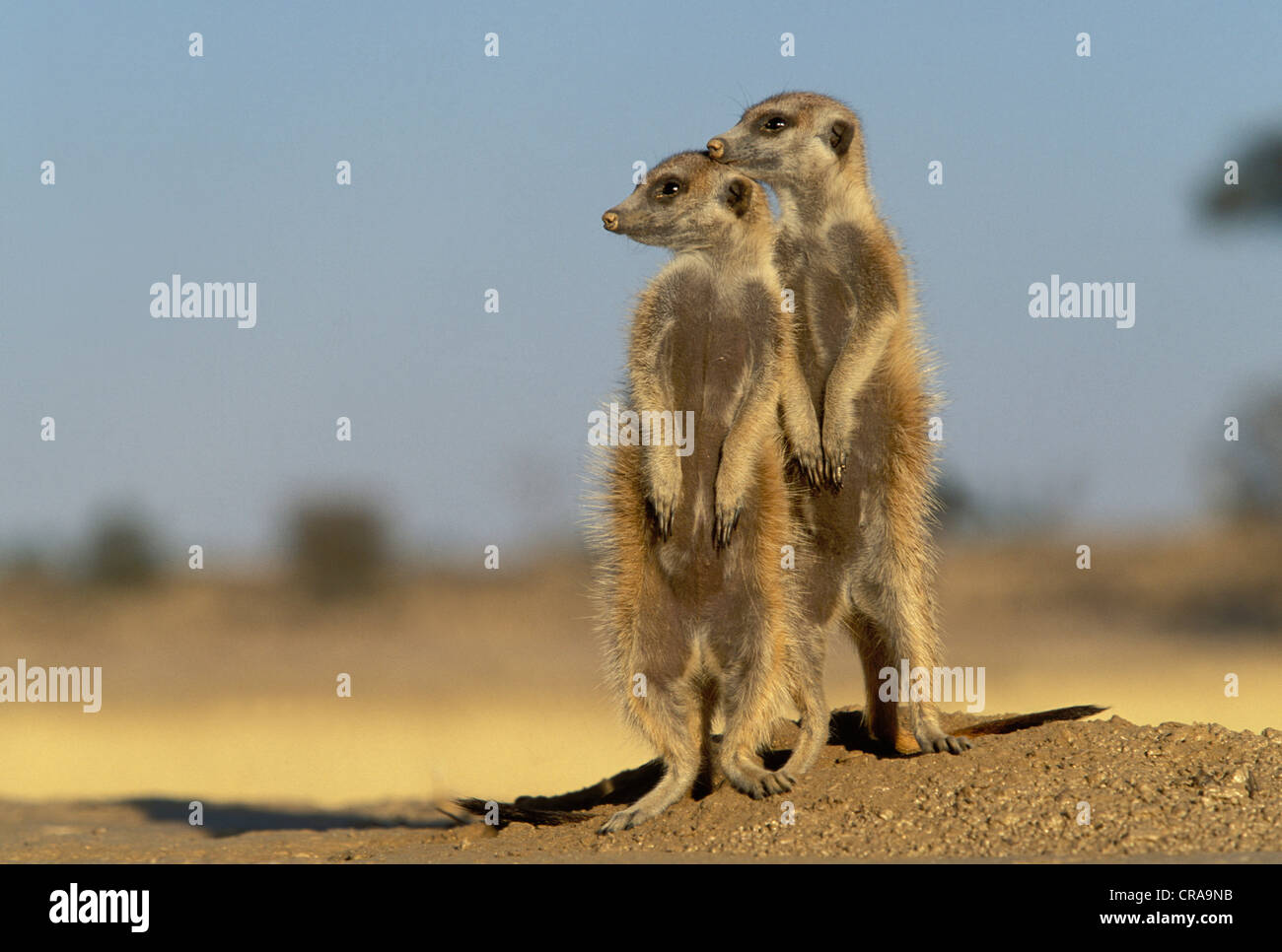 Meerkat (Suricata suricatta), Kgalagadi Transfrontier Park, Kalahari, Afrique du Sud Banque D'Images
