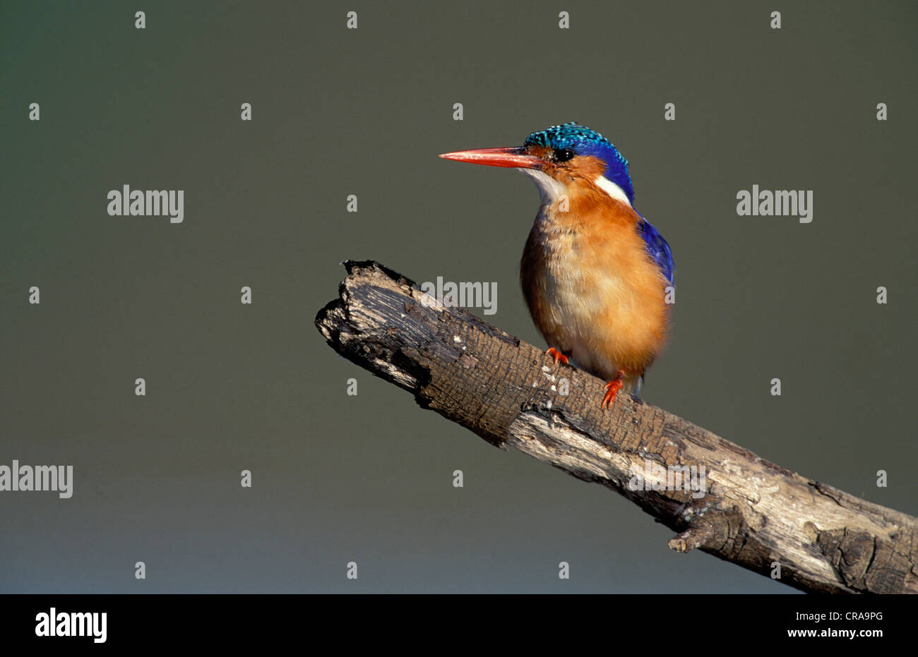 Martin-pêcheur huppé (Alcedo cristata), le Kwazulu-Natal, Afrique du Sud Banque D'Images