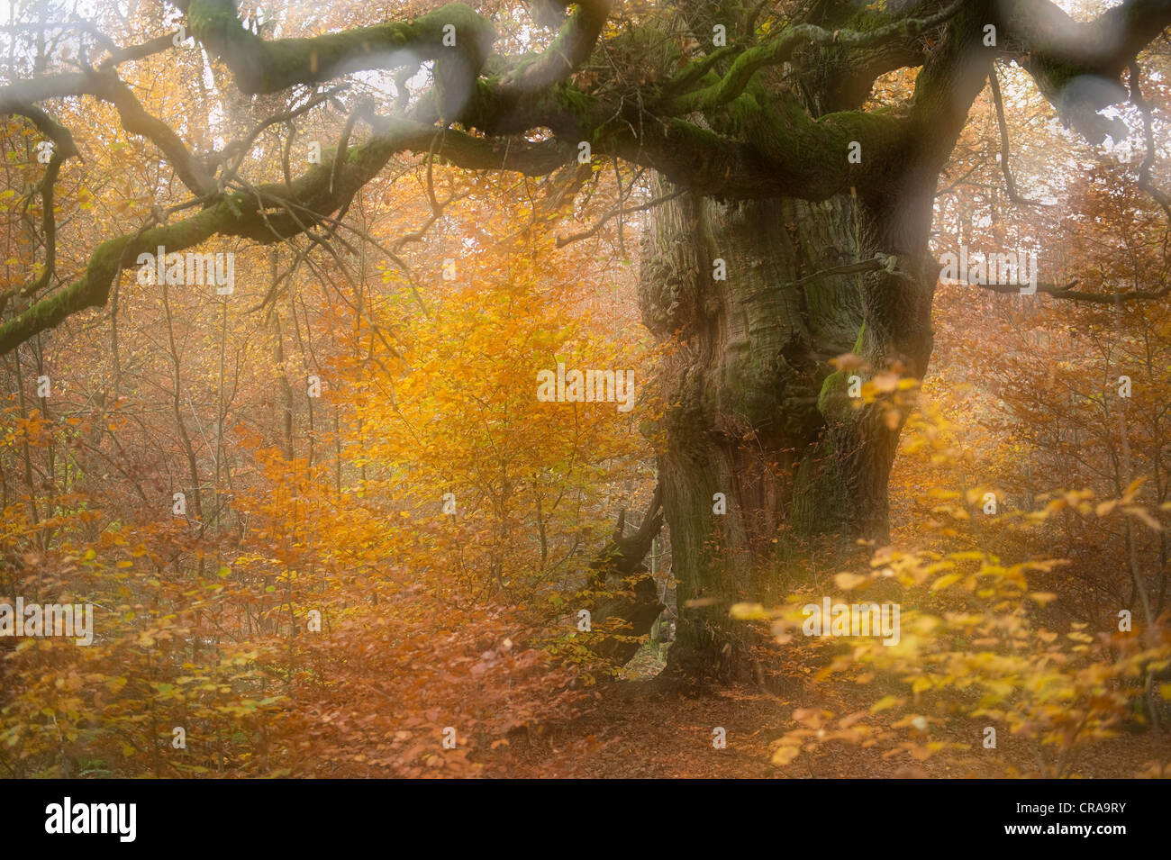 Chêne (Quercus), Urwald Sababurg forêt vierge, automne, Reinhardswald, Warburg, Hesse du Nord, Allemagne, Europe Banque D'Images