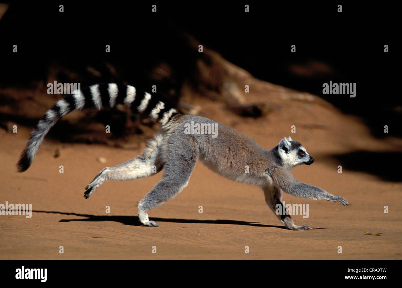 Lémurien Ringtailed (Lemur catta), tournant, réserve privée de Berenty, Madagascar, Afrique Banque D'Images