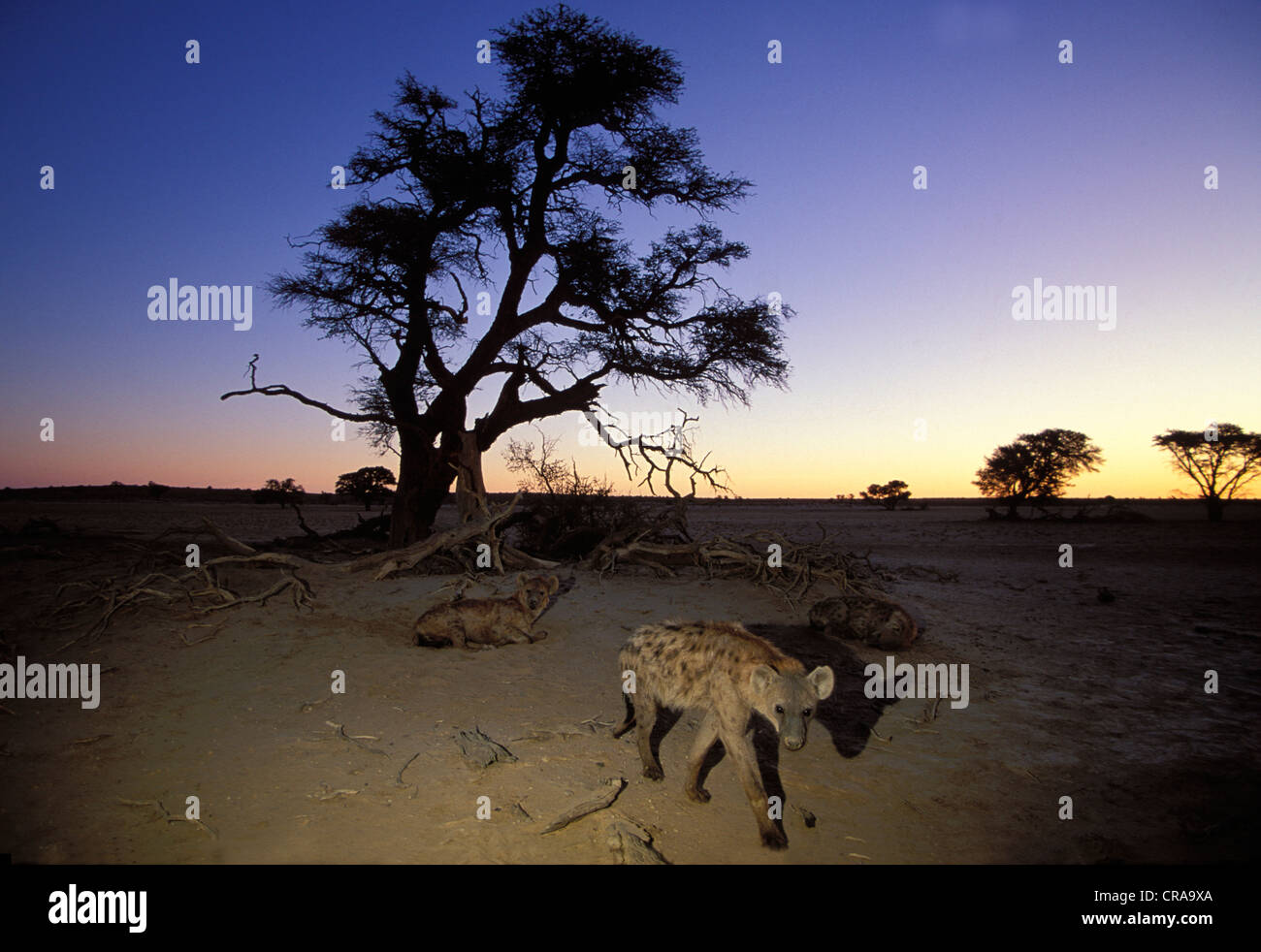 L'Hyène tachetée (Crocuta crocuta), au crépuscule, kgalagadi transfrontier park, kalahari, afrique du sud Banque D'Images