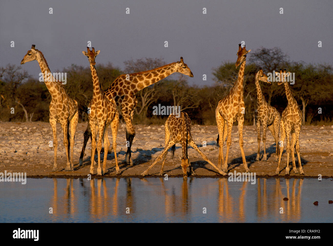 Girafe (Giraffa camelopardalis) troupeau à Waterhole, Etosha National Park, Namibie, Afrique Banque D'Images