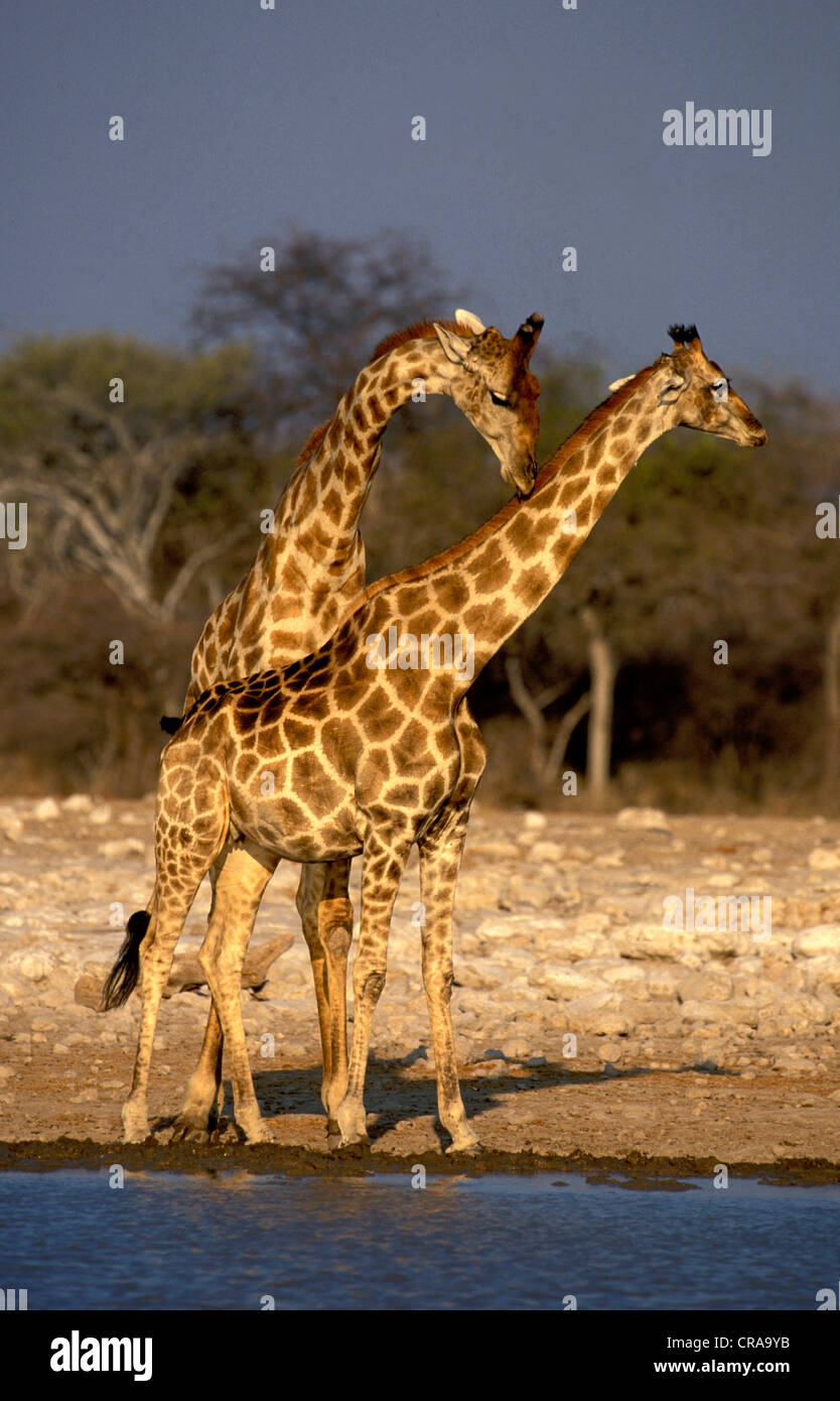 Les Girafes (Giraffa camelopardalis), cour, Etosha National Park, Namibie, Afrique Banque D'Images