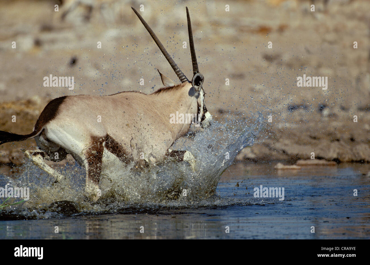 Gemsbok (Oryx gazella), Etosha National Park, Namibie, Afrique Banque D'Images