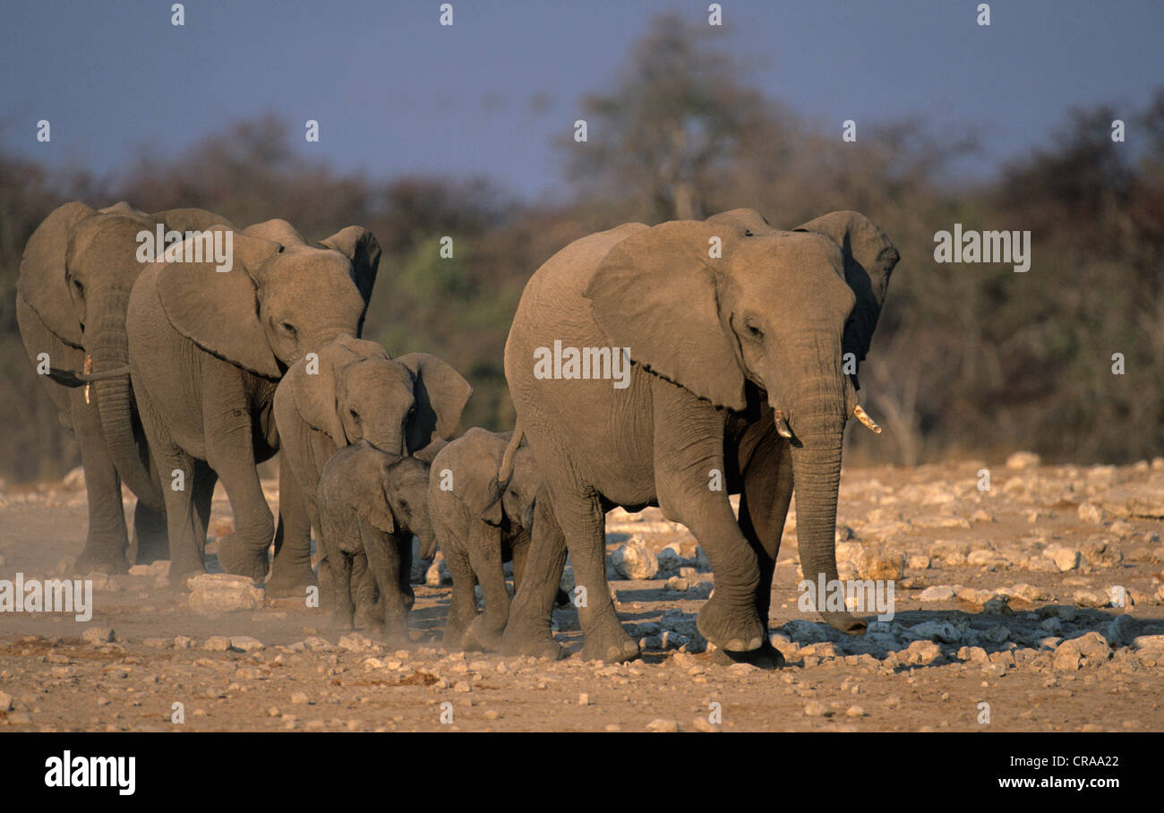 L'éléphant africain (Loxodonta africana), l'approche du troupeau waterhole, Etosha National Park, Namibie, Afrique Banque D'Images
