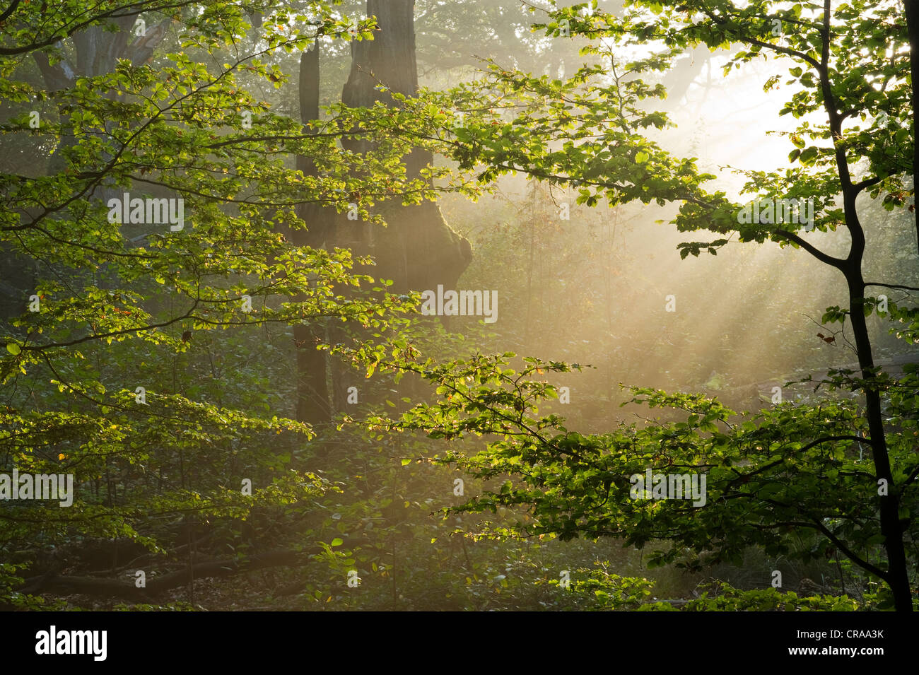 Matin de brume à l'Urwald Sababurg forêt vierge, Warburg, Hesse du Nord, Allemagne, Europe Banque D'Images