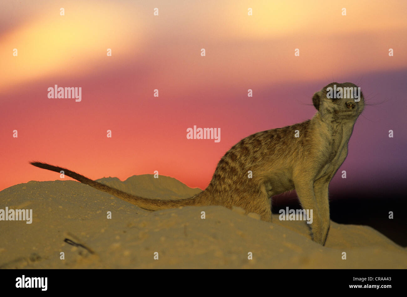 Meerkat (Suricata suricatta), au coucher du soleil, kgalagadi transfrontier park, kalahari, Afrique du Sud, l'Afrique Banque D'Images