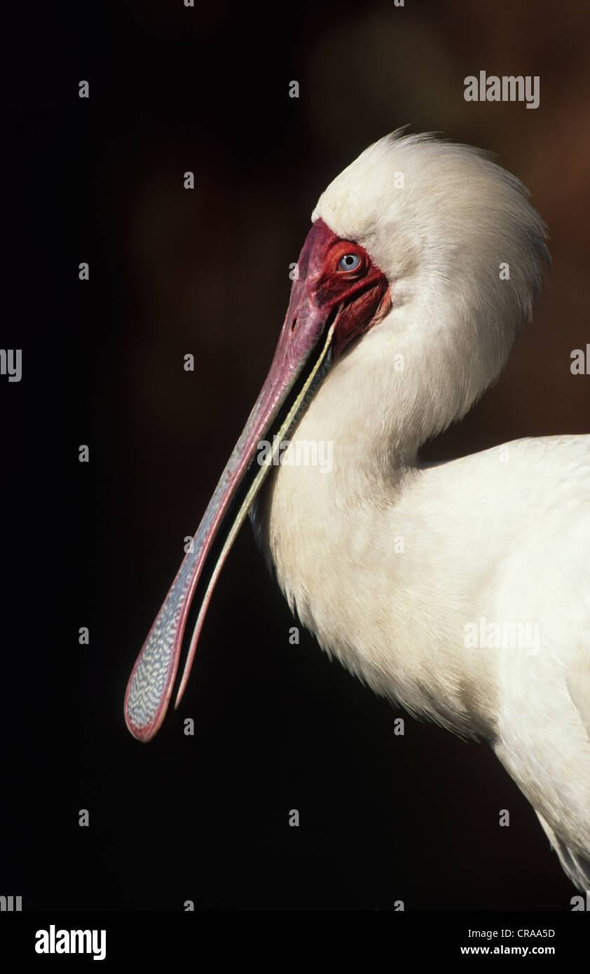 Spatule d'Afrique (platalea alba), le Kwazulu-Natal, Afrique du Sud, l'Afrique Banque D'Images