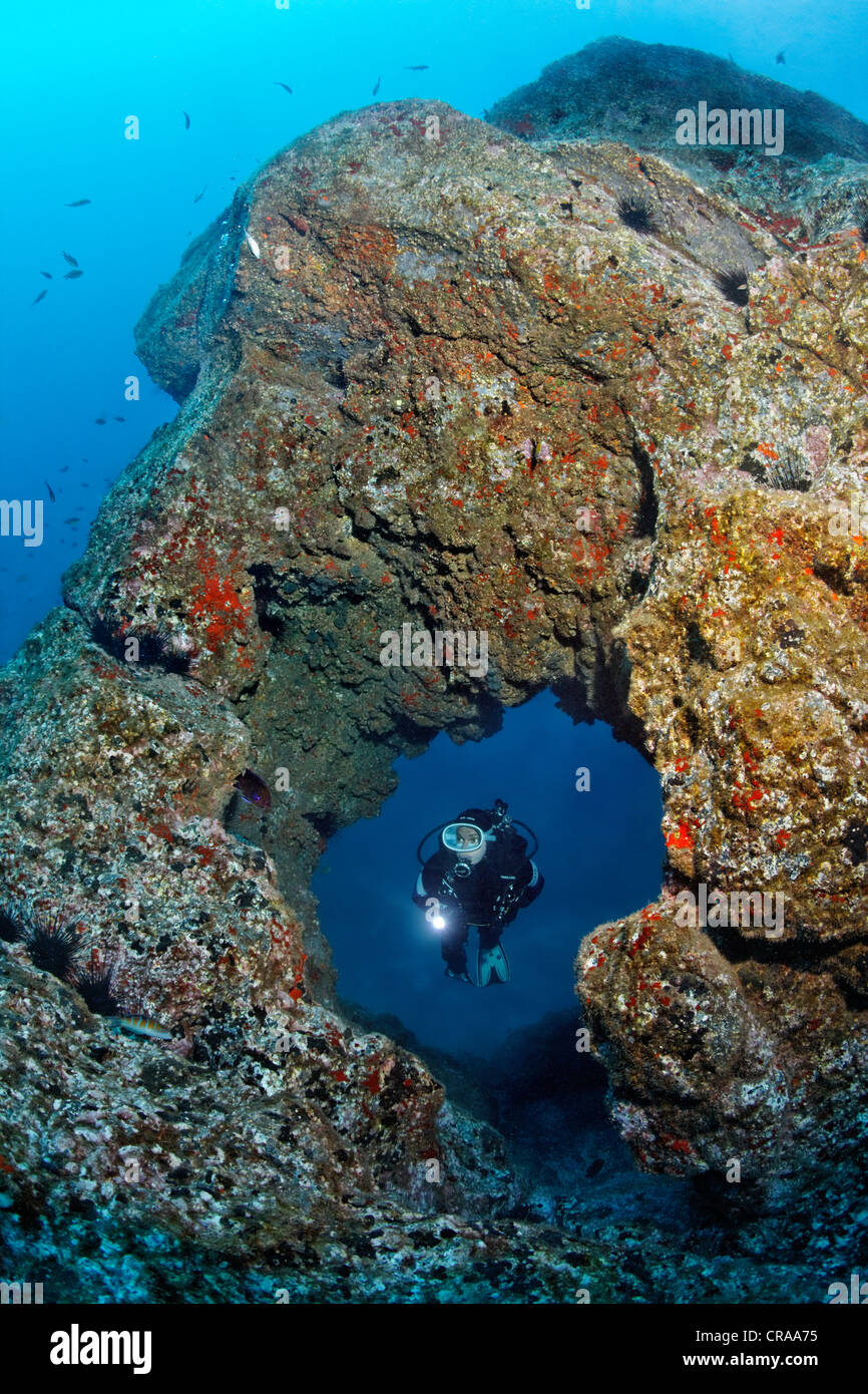 Plongée sous-marine l'observation d'un trou dans un rocher recouvert d'éponge crambe Crambe (commune) et de balanes (Balanus trigonus) Banque D'Images