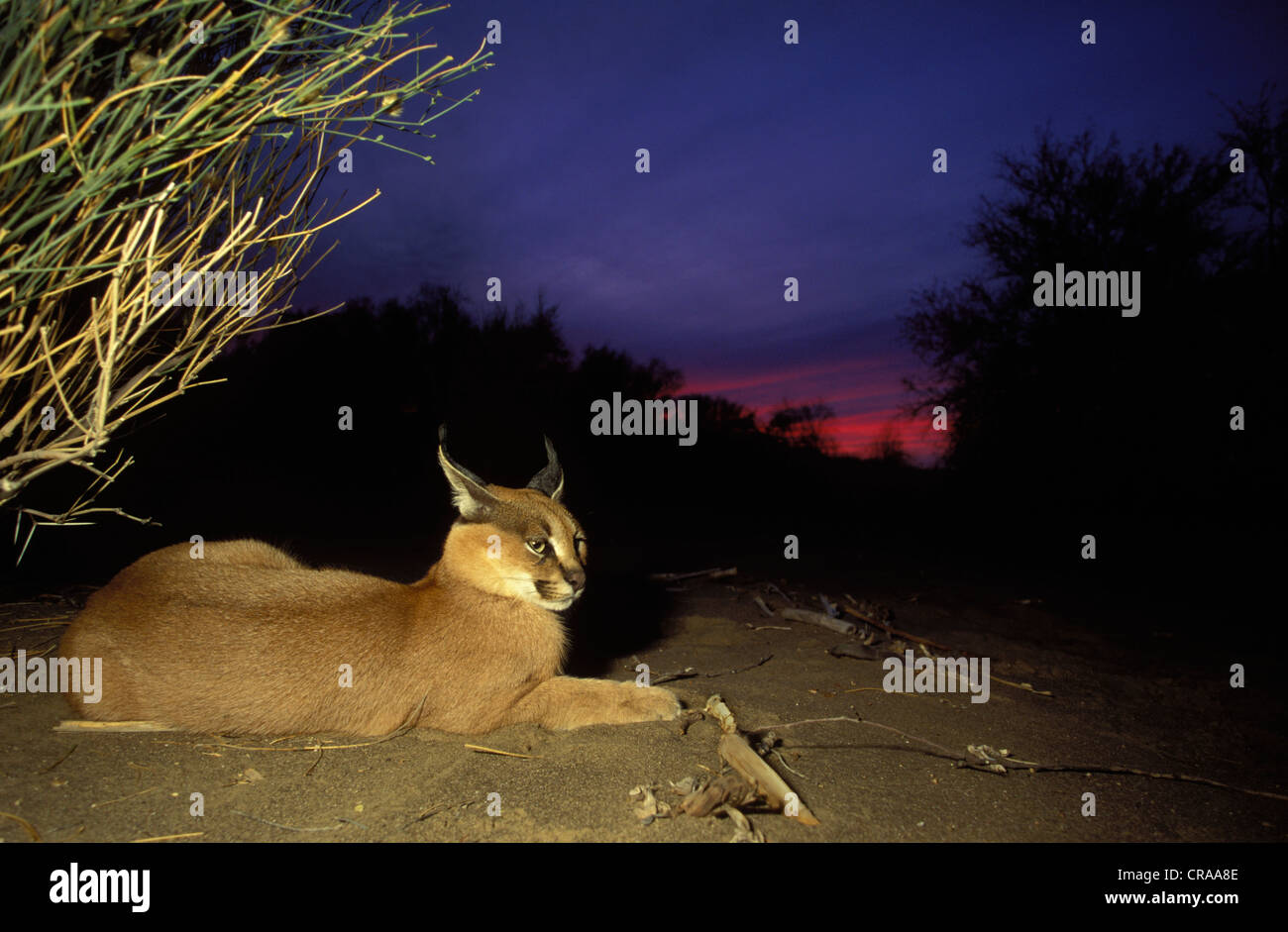 Caracal (Caracal caracal), au crépuscule, parc national d'augrabies falls, South Africa, Africa Banque D'Images