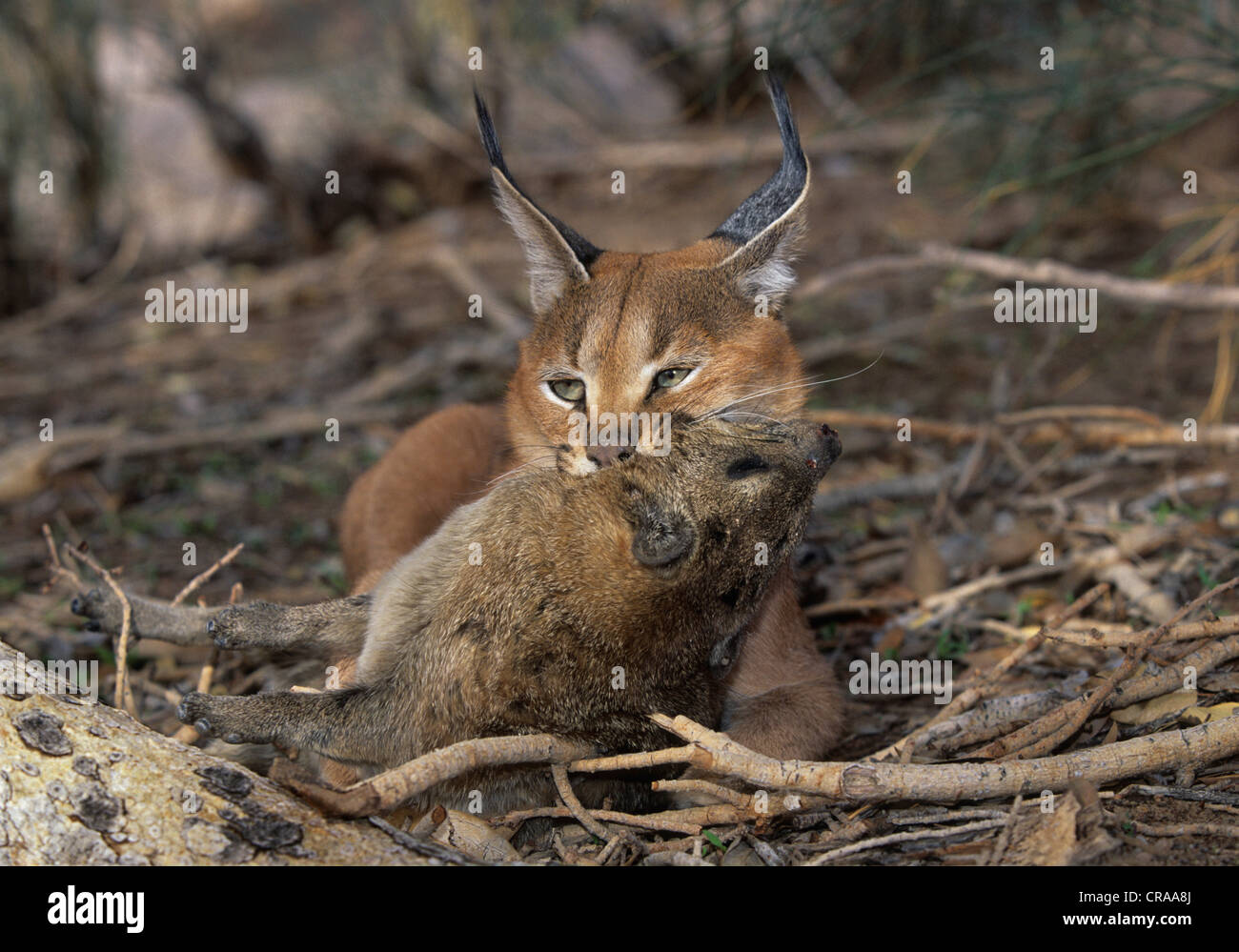 Caracal (Caracal caracal), tuant un rock hyrax, parc national d'augrabies falls, South Africa, Africa Banque D'Images