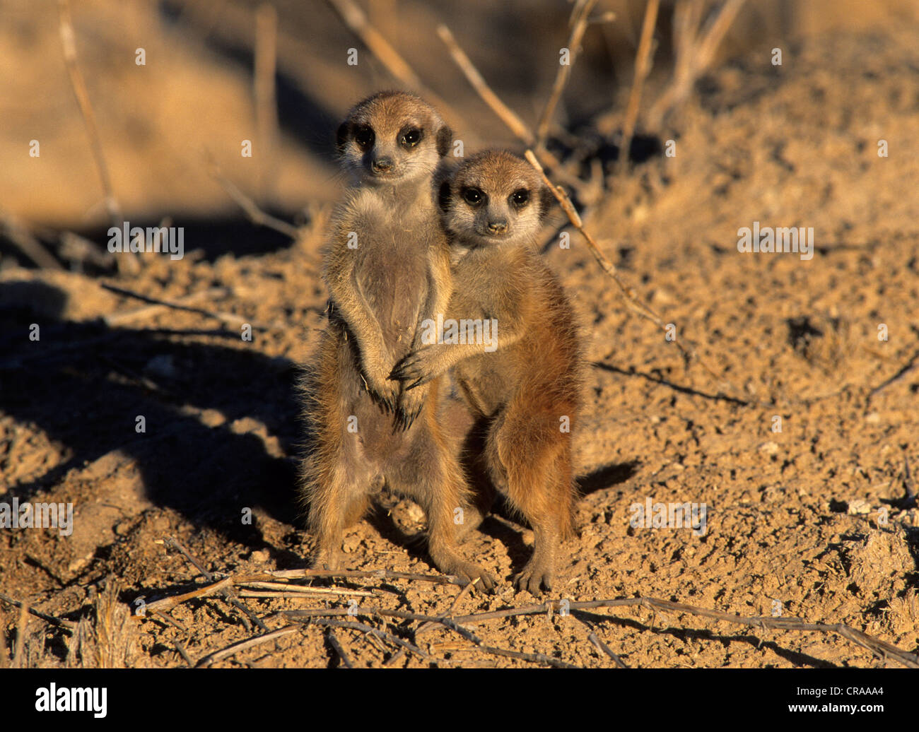 Meerkat (Suricata suricatta), les bébés câlins, kgalagadi transfrontier park, kalahari, Afrique du Sud, l'Afrique Banque D'Images