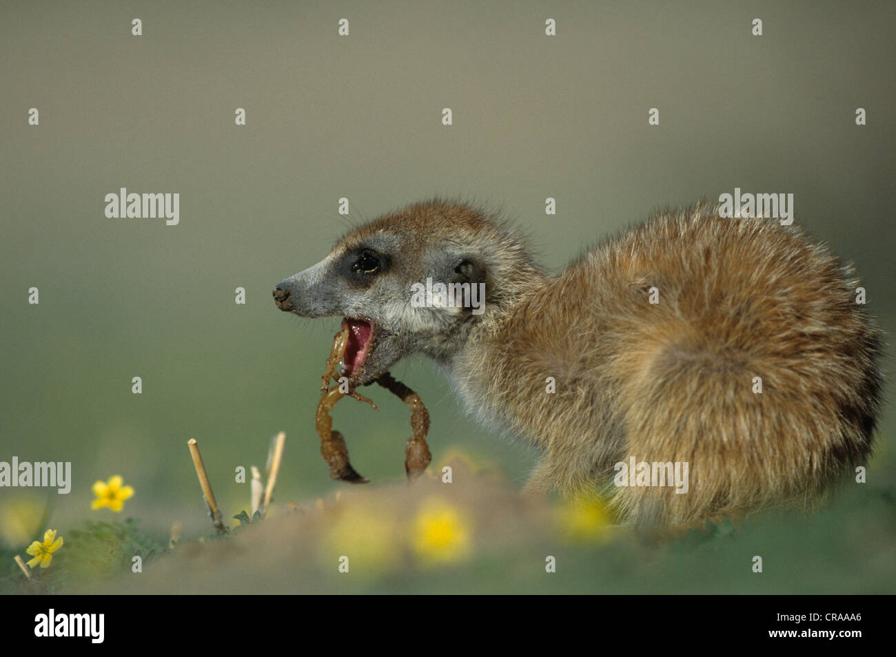 Meerkat (Suricata suricatta), manger scorpion, kgalagadi transfrontier park, kalahari, Afrique du Sud, l'Afrique Banque D'Images
