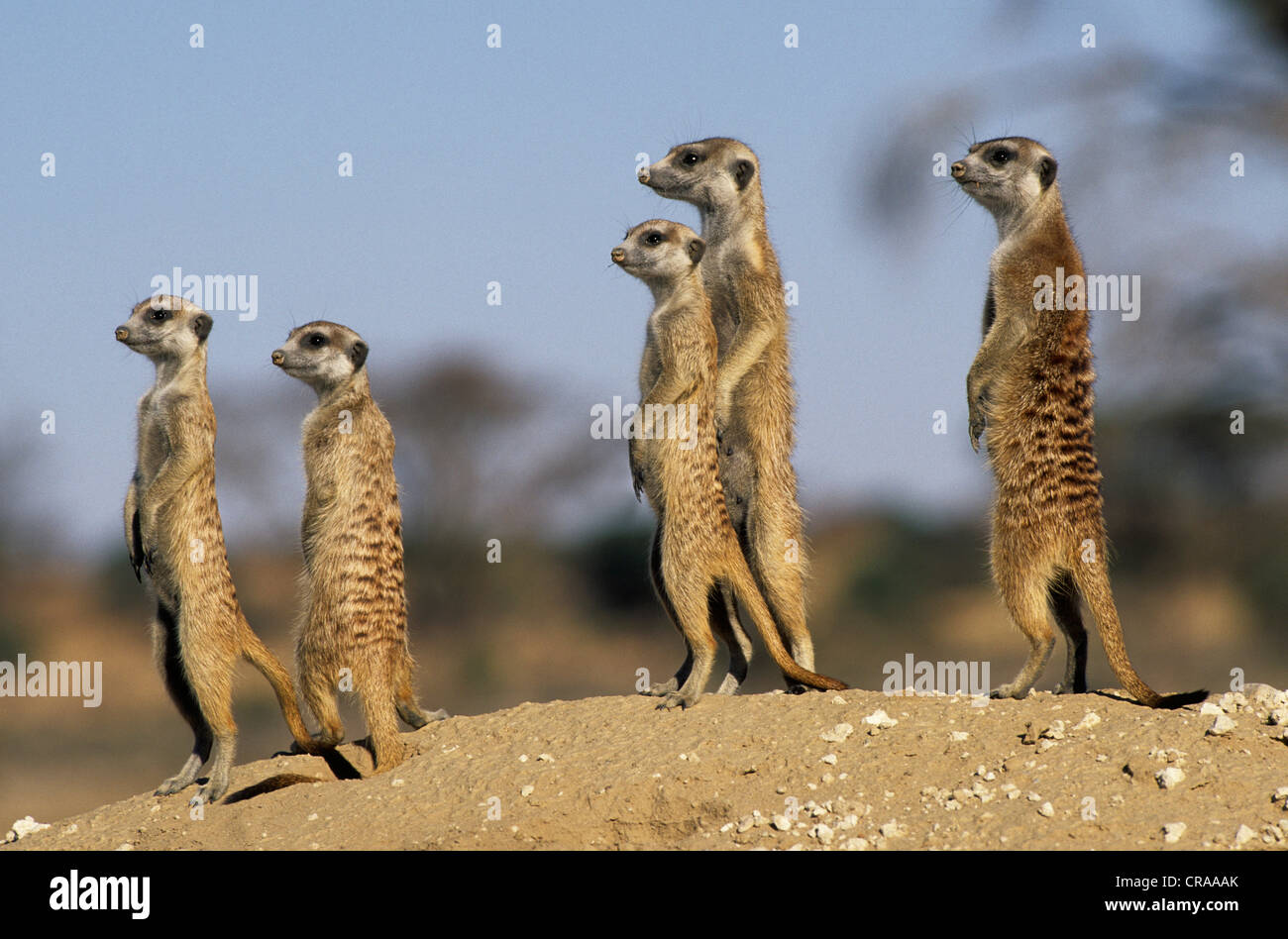 Les suricates (Suricata suricatta), sur la garde côtière canadienne, kgalagadi transfrontier park, kalahari, Afrique du Sud, l'Afrique Banque D'Images
