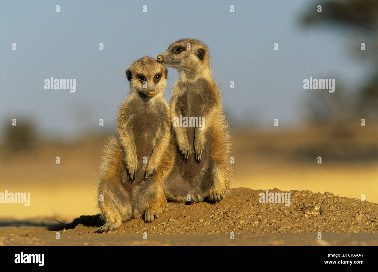 Les suricates (Suricata suricatta), kgalagadi transfrontier park, kalahari, Afrique du Sud, l'Afrique Banque D'Images