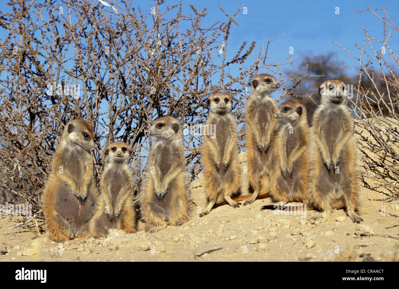 Les suricates (Suricata suricatta), bains de soleil à burrow, kgalagadi transfrontier park, kalahari, Afrique du Sud, l'Afrique Banque D'Images