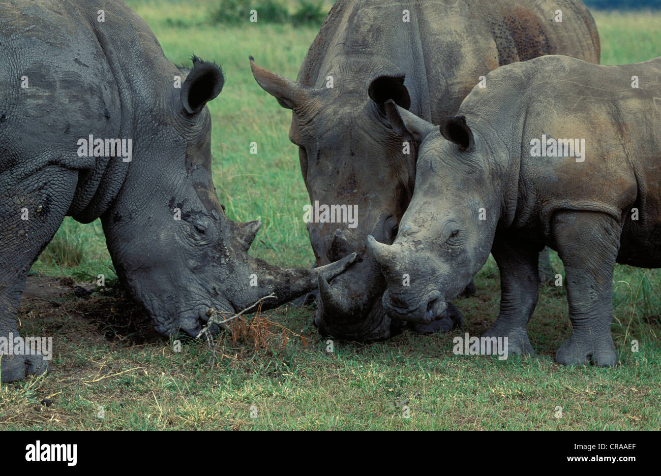 Le rhinocéros blanc (Ceratotherium simum), groupe familial avec veau, espèce en voie de disparition, hluhluwe-umfolozi park, Zululand, le Kwazulu-Natal Banque D'Images