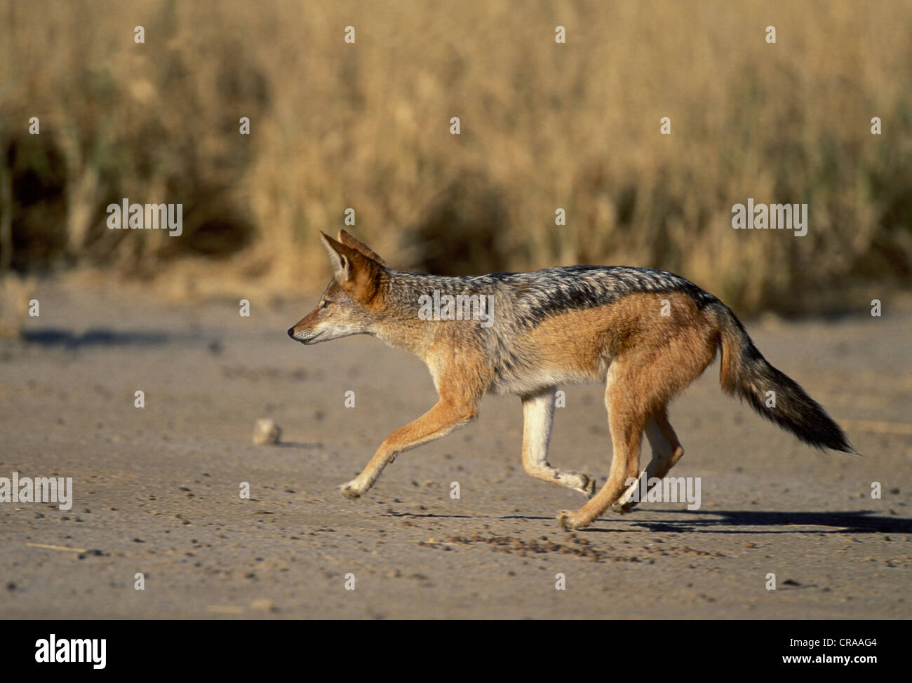 Blackbacked le chacal (canis mesomelas), chasse, kgalagadi transfrontier park, kalahari, Northern Cape, Afrique du Sud, l'Afrique Banque D'Images