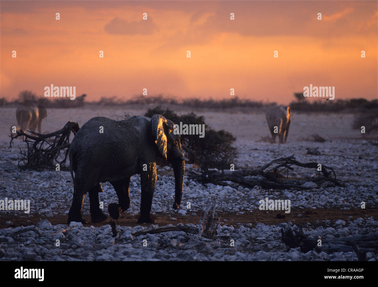 L'éléphant africain (Loxodonta africana), Etosha National Park, Namibie, Afrique Banque D'Images