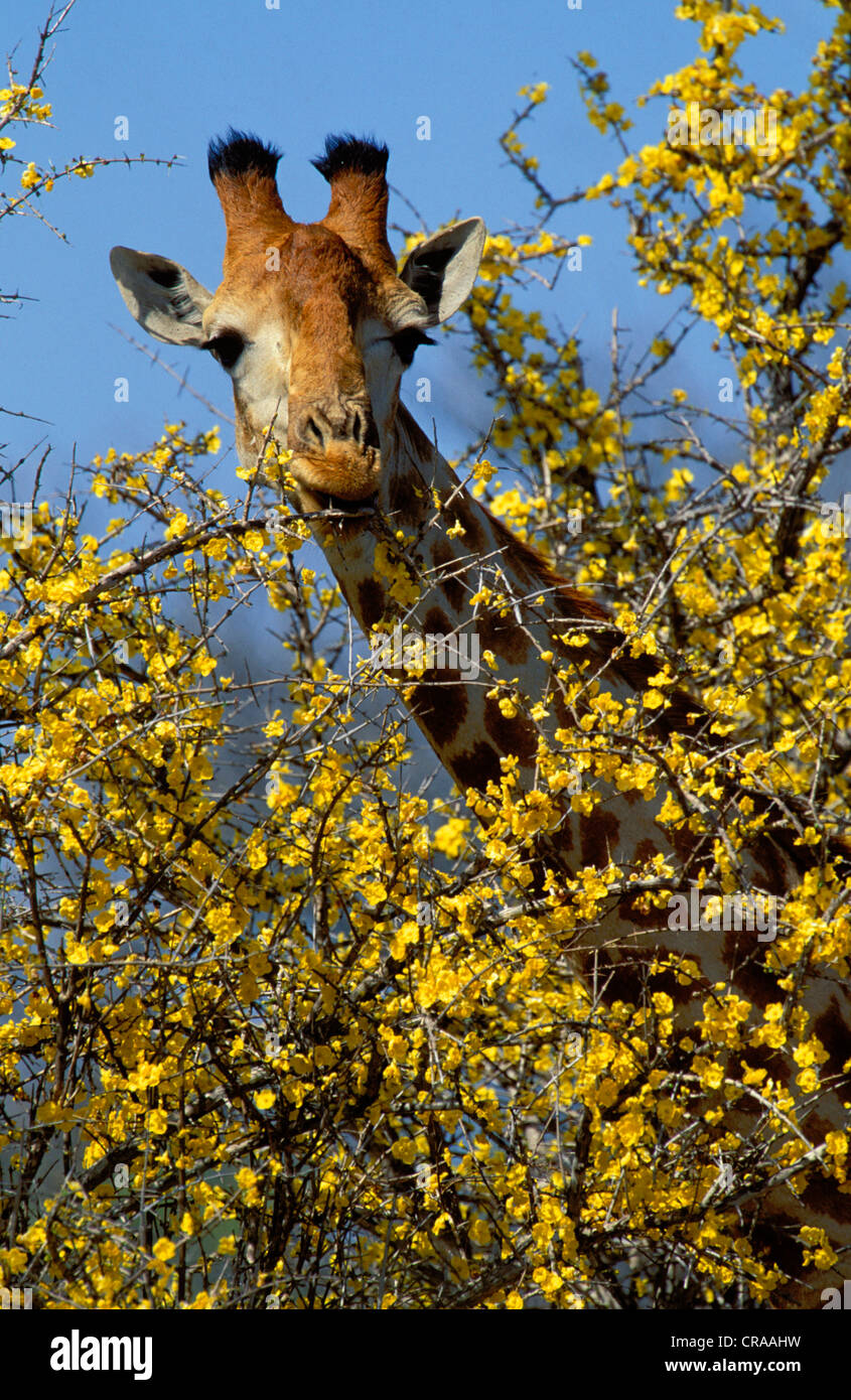 Girafe (Giraffa camelopardalis), la navigation sur des fleurs de grenade mopane, Kruger National Park, Afrique du Sud, l'Afrique Banque D'Images