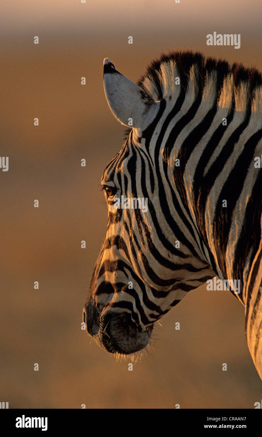 Le zèbre de Burchell (Equus burchelli), portrait, Etosha National Park, Namibie, Afrique Banque D'Images