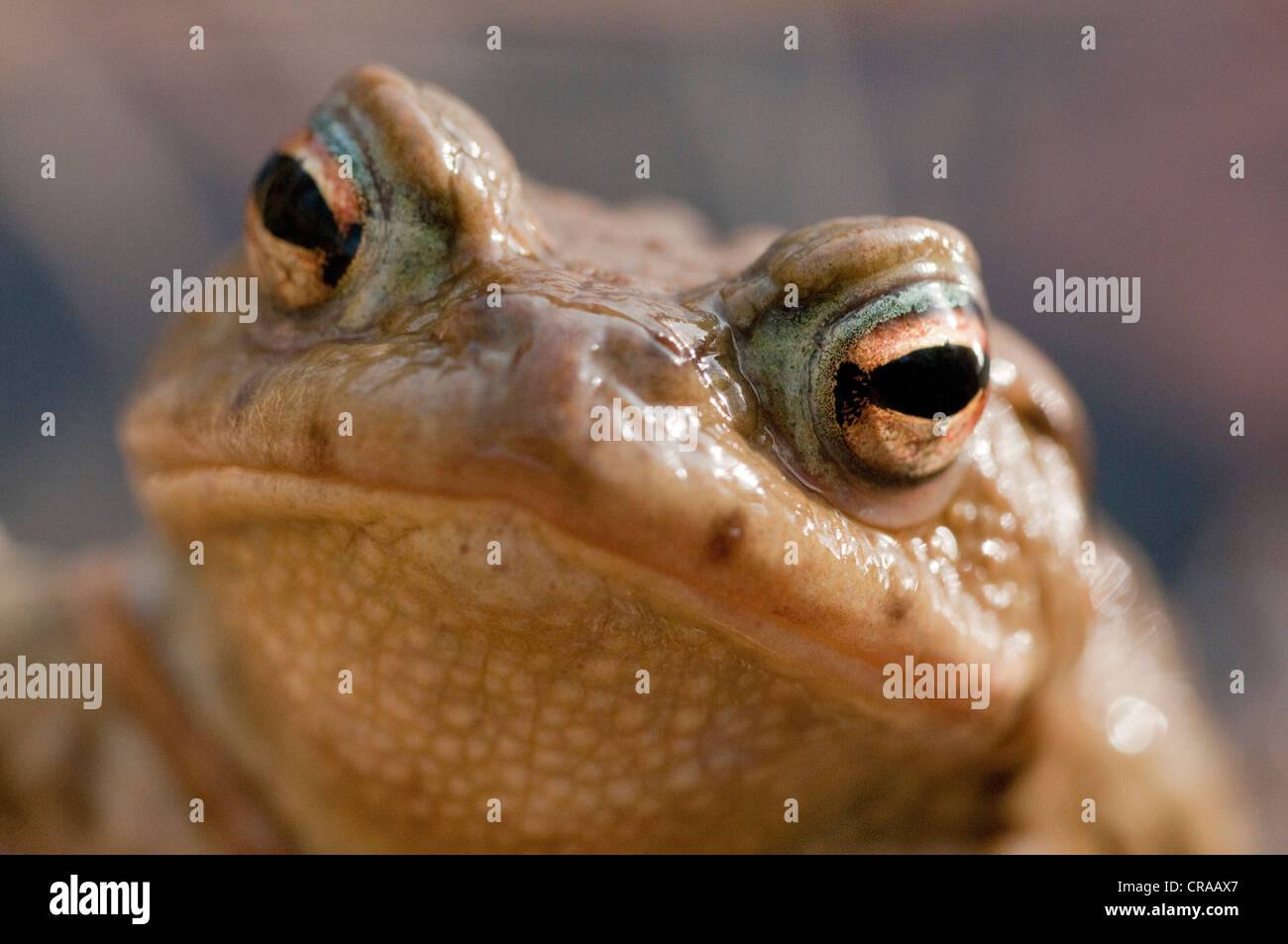 Crapaud commun (Bufo bufo), portrait Banque D'Images
