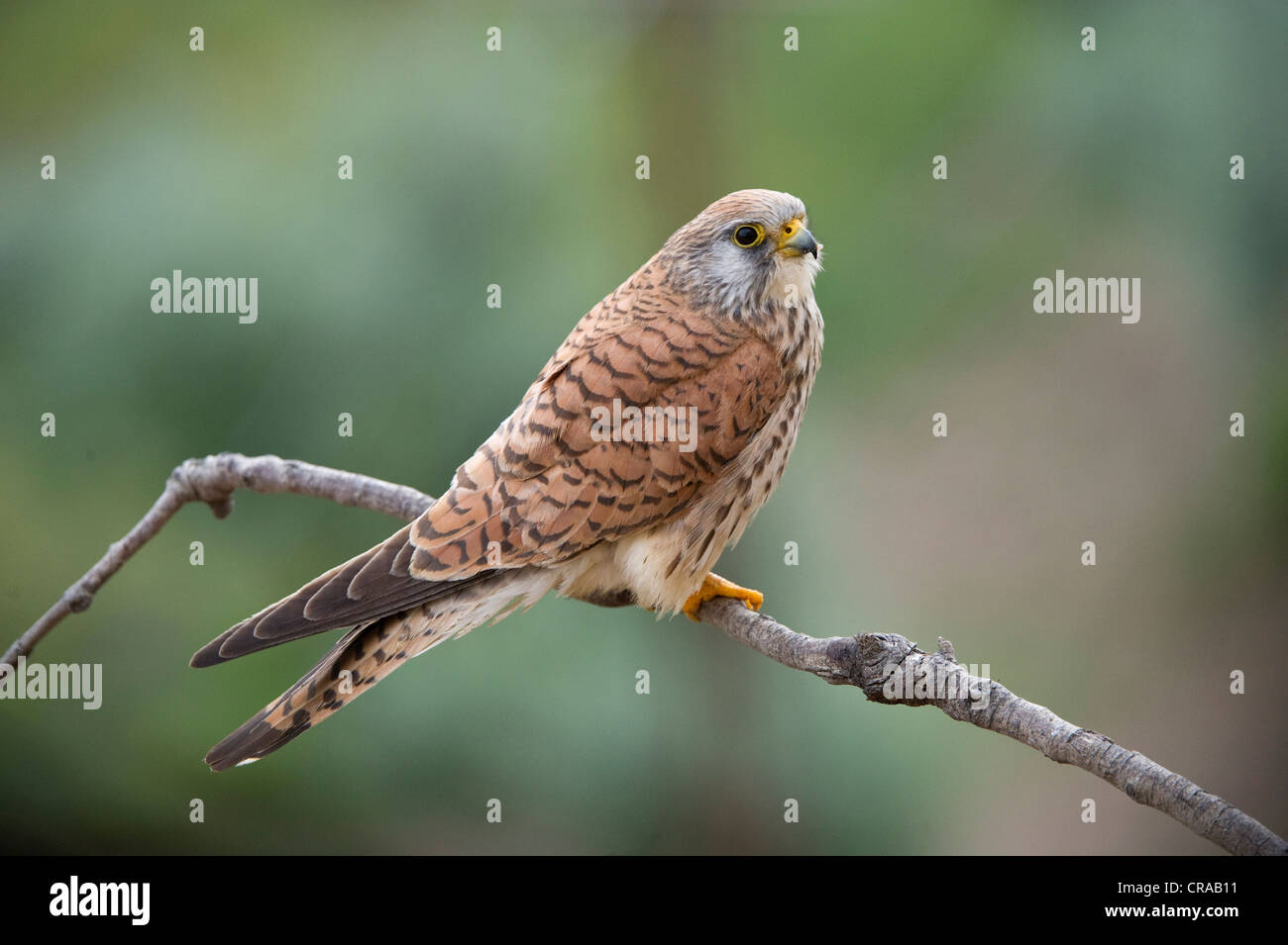 Faucon crécerellette (Falco naumanni), femme, Quintana de la Serena, Badajoz, Estrémadure, Espagne, Europe Banque D'Images