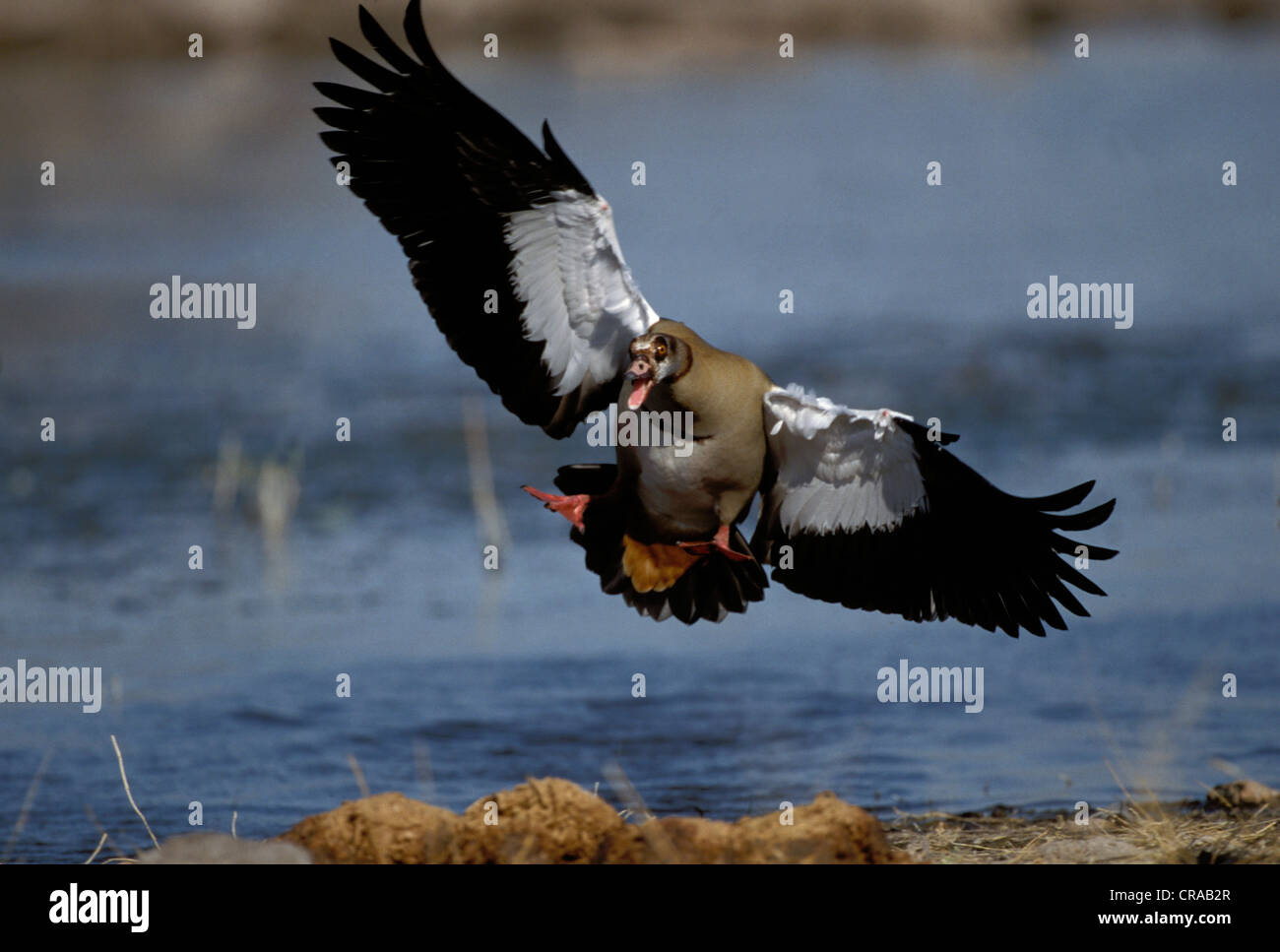 Egyptian goose (Alopochen aegyptiacus), affichage de la menace, Etosha National Park, Namibie, Afrique Banque D'Images