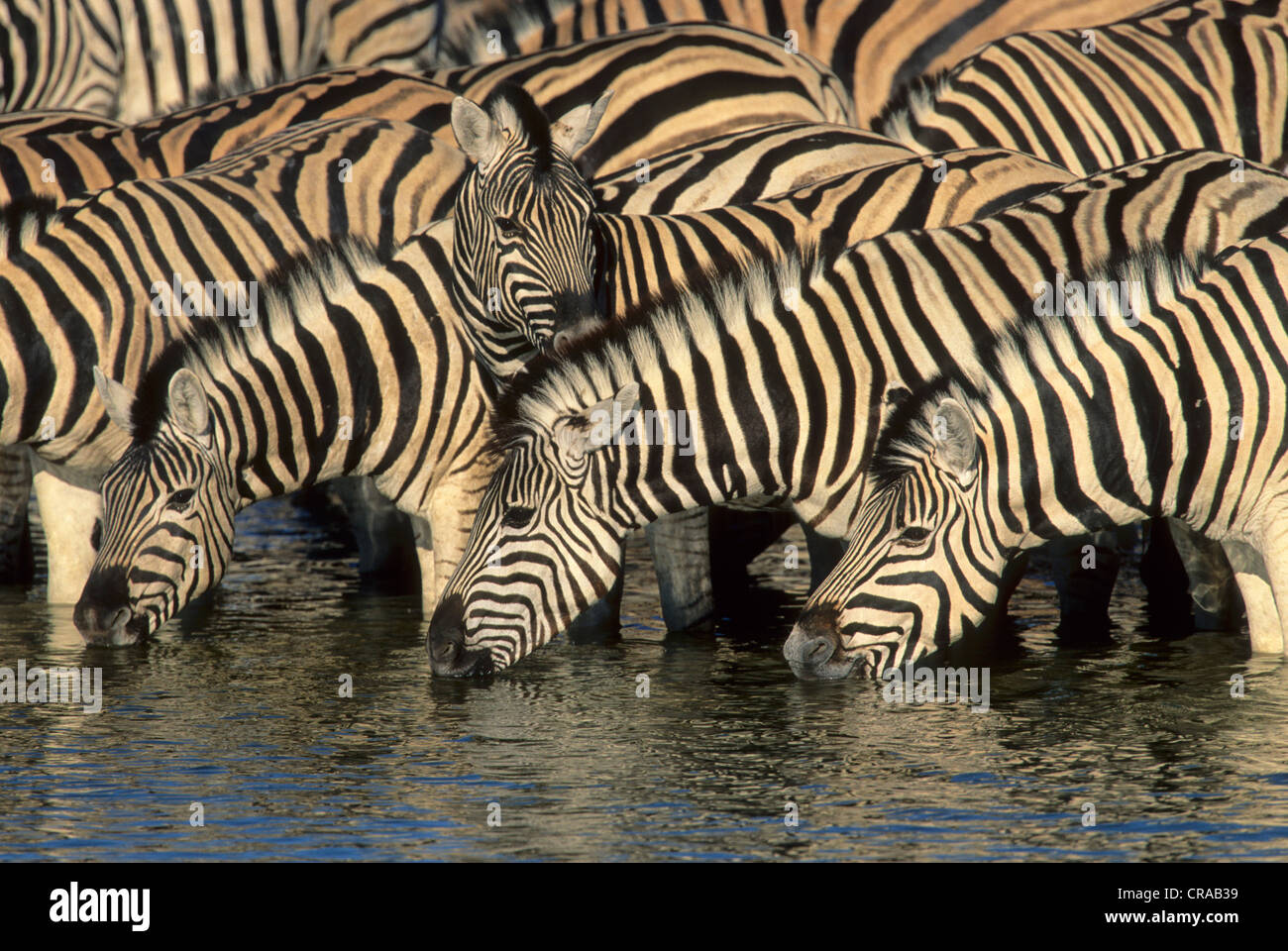 Le zèbre de Burchell (Equus burchelli), troupeau de boire à Waterhole, Etosha National Park, Afrique du Sud Banque D'Images