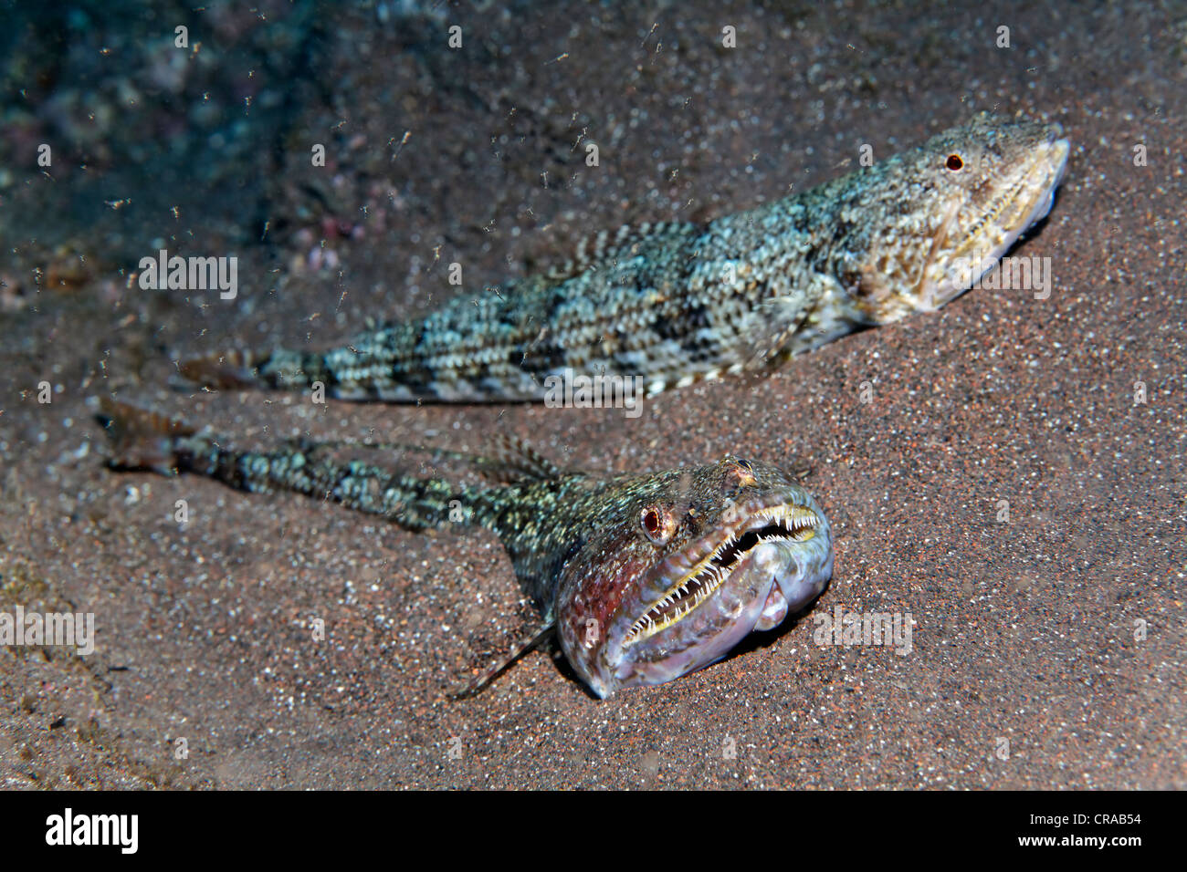 Lizardfish atlantique (Synodus synodus), deux poissons dans le sable, Madeira, Portugal, Europe, de l'Atlantique, l'Océan Banque D'Images