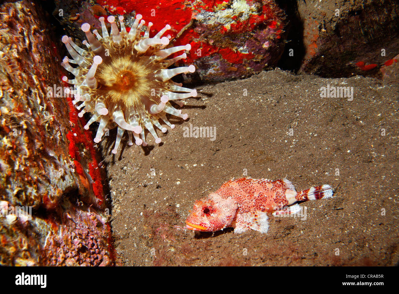 (Telmatactis cricoides Anémone géante) et Madère (Rockfisch Scorpaena maderensis) sur un sol rocailleux, Madeira, Portugal, Europe Banque D'Images