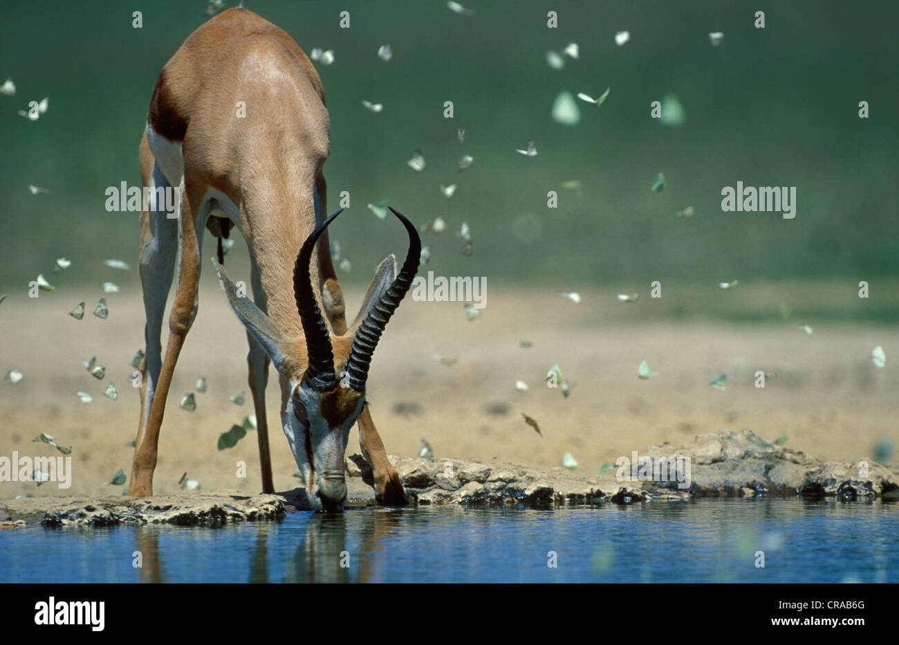 Le springbok (Antidorcas marsupialis), de l'alcool au point d'eau avec les papillons, kgalagadi transfrontier park, kalahari, afrique du sud Banque D'Images