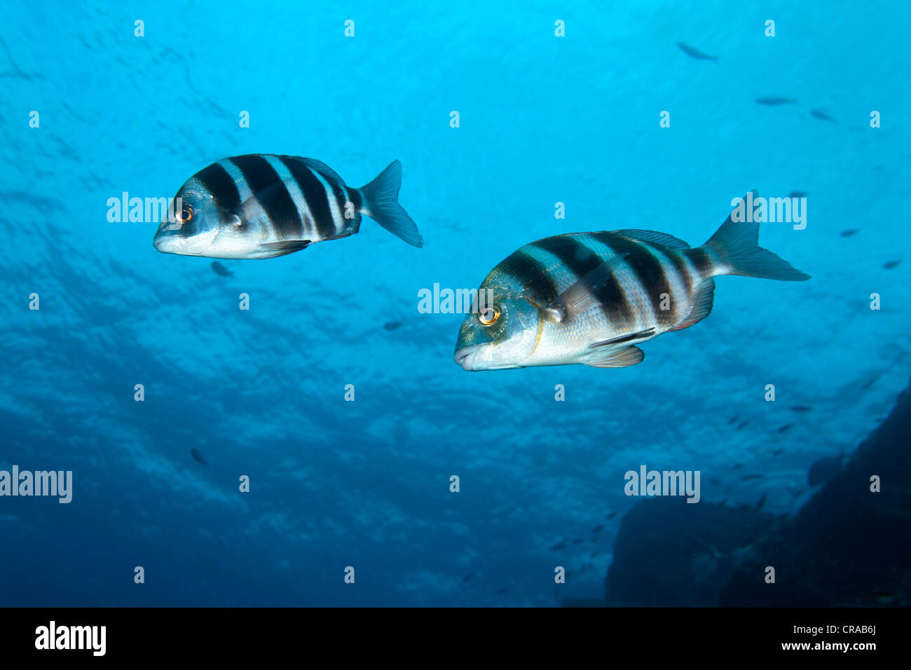 La daurade, Zebra (Diplodus cervinus), Madeira, Portugal, Europe, de l'Atlantique, l'Océan Banque D'Images