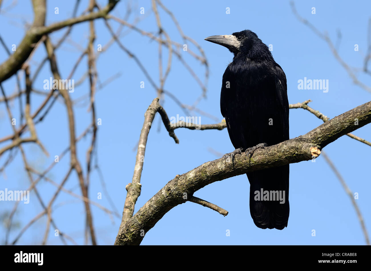 Corbeau freux (corvus frugilegus) d'oiseaux adultes, perché dans un arbre, Kiel, Schleswig-Holstein, Allemagne, Europe Banque D'Images