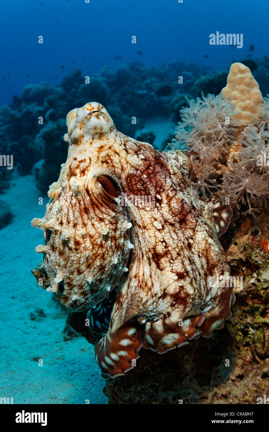 Big Red Octopus ou du Ciane Poulpe (Octopus cyanea) avec bras enroulé sur le corail, Makadi Bay, Hurghada, Egypte, Mer Rouge, Afrique Banque D'Images
