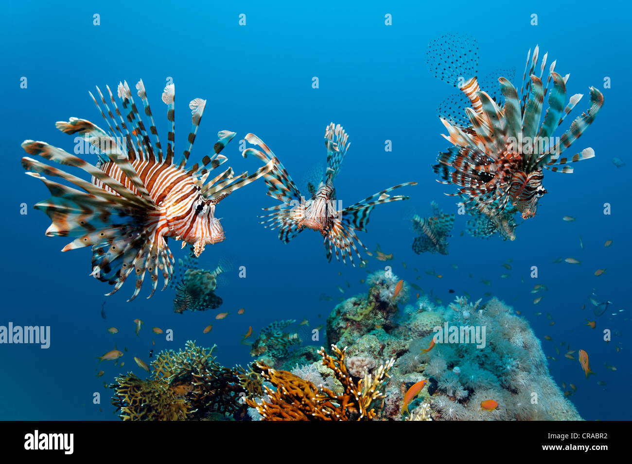 Banc de poisson-papillon rouge ou poisson lion africain (Pterois volitans), au-dessus du bloc de corail, Makadi Bay, Hurghada, Egypte, Mer Rouge, Afrique Banque D'Images