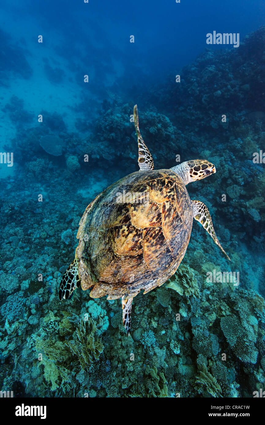 La tortue imbriquée (Eretmochelys imbricata) nager au-dessus d'une barrière de corail, vu de dessus, Sharp Sinead, Egypte, Mer Rouge, Afrique Banque D'Images