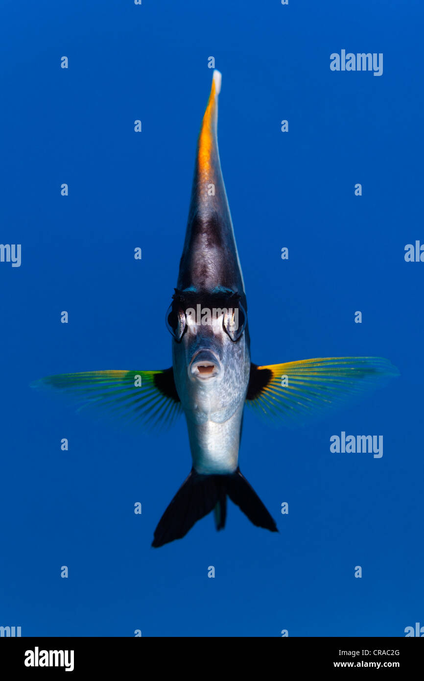 Red Sea bannerfish (Heniochus intermedius) Nager dans l'eau bleue, Sharp Malahi, Egypte, Mer Rouge, Afrique Banque D'Images