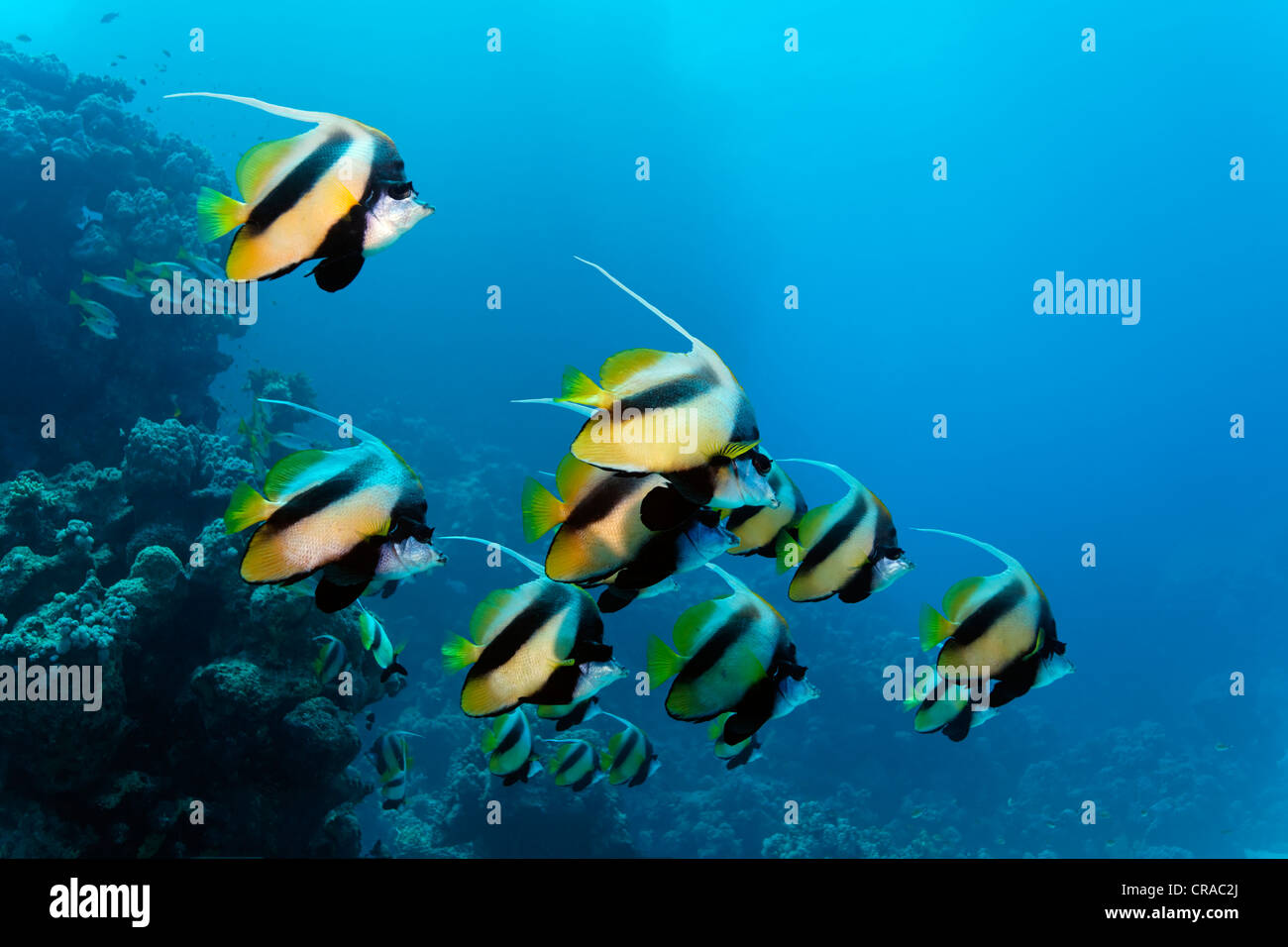L'École de Mer Rouge bannerfish (Heniochus intermedius) Nager dans l'eau bleue et une barrière de corail, Sharp Malahi, Egypte, Mer Rouge Banque D'Images