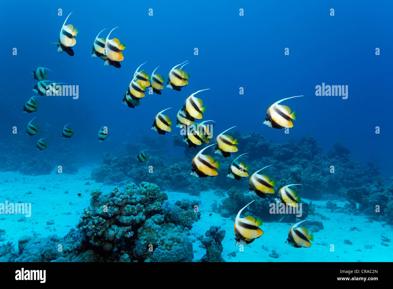 L'École de Mer Rouge bannerfish (Heniochus intermedius) Nager dans l'eau bleue et une barrière de corail, Sharp Malahi, Egypte, Mer Rouge Banque D'Images