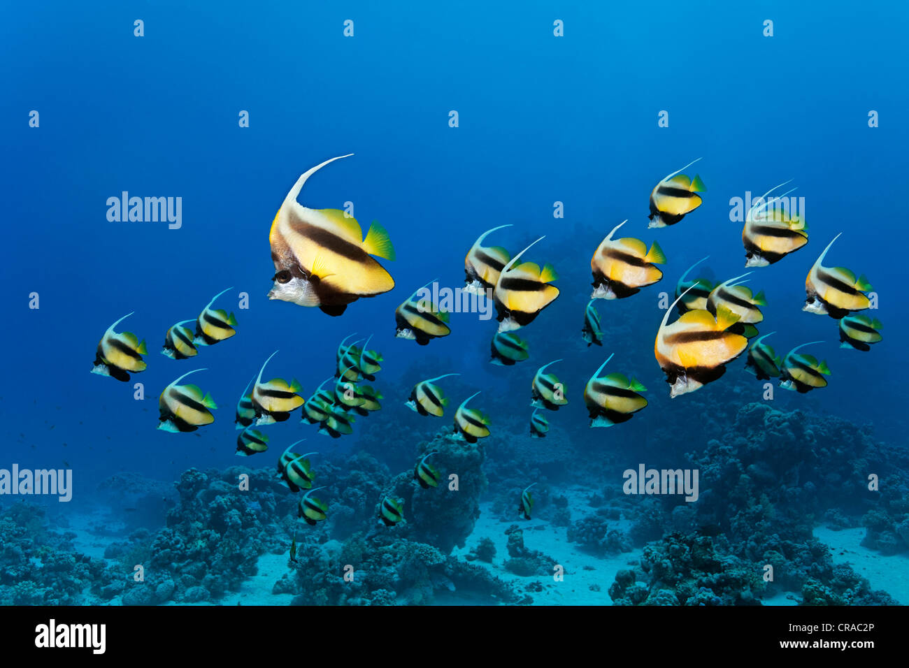 L'École de Mer Rouge bannerfish (Heniochus intermedius) Nager dans l'eau bleue et une barrière de corail, Sharp Malahi, Egypte, Mer Rouge Banque D'Images