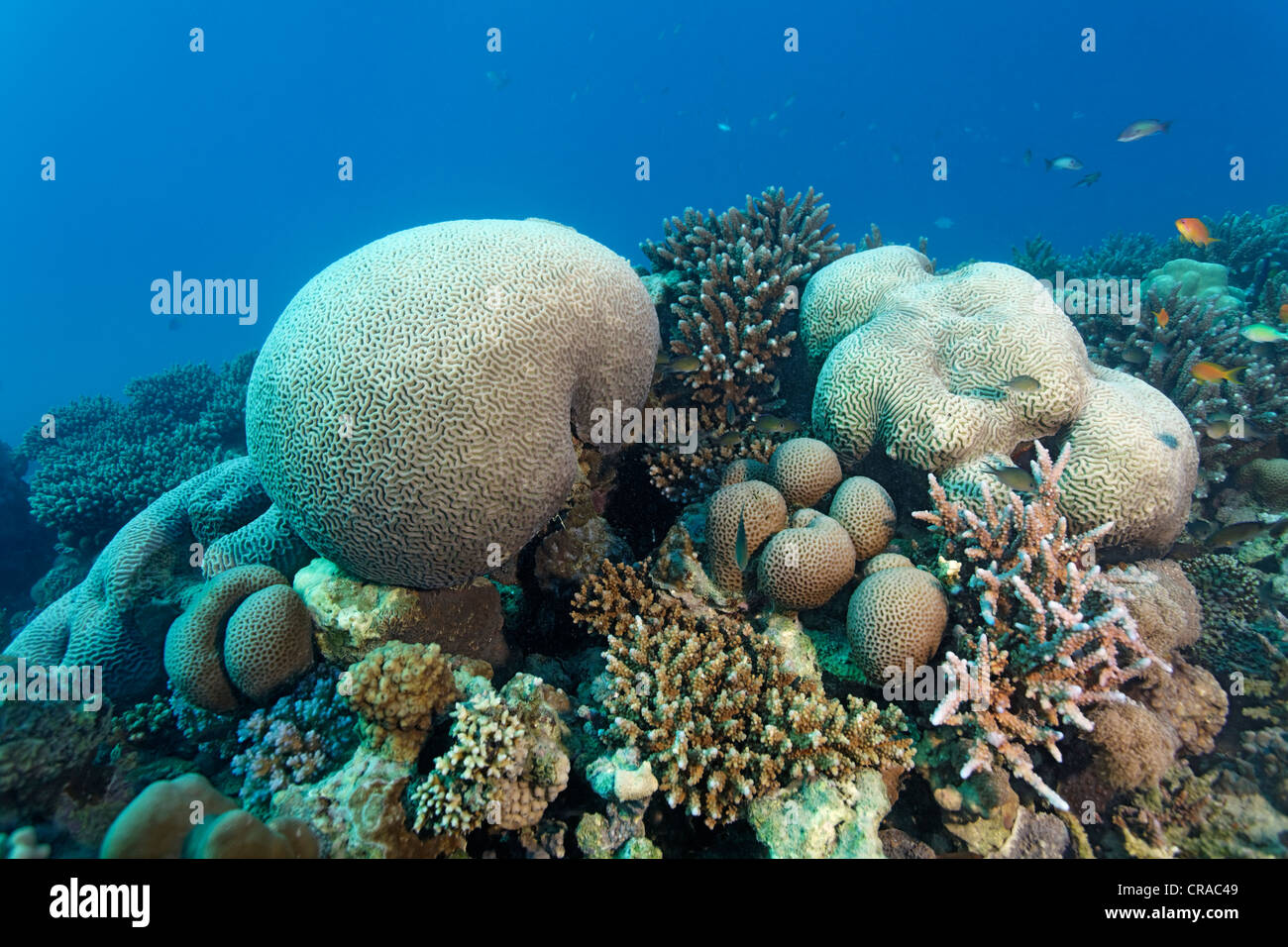 Coral reef avec divers coraux de pierre, Makadi Bay, Hurghada, Egypte, Mer Rouge, Afrique Banque D'Images