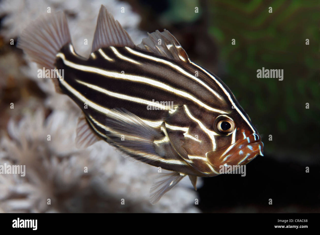 Golden-Striped Soapfish Sixline, mérous (Grammistes sexlineatus) dans la région de Hideaway, Makadi Bay, Hurghada, Egypte, Mer Rouge, Afrique Banque D'Images
