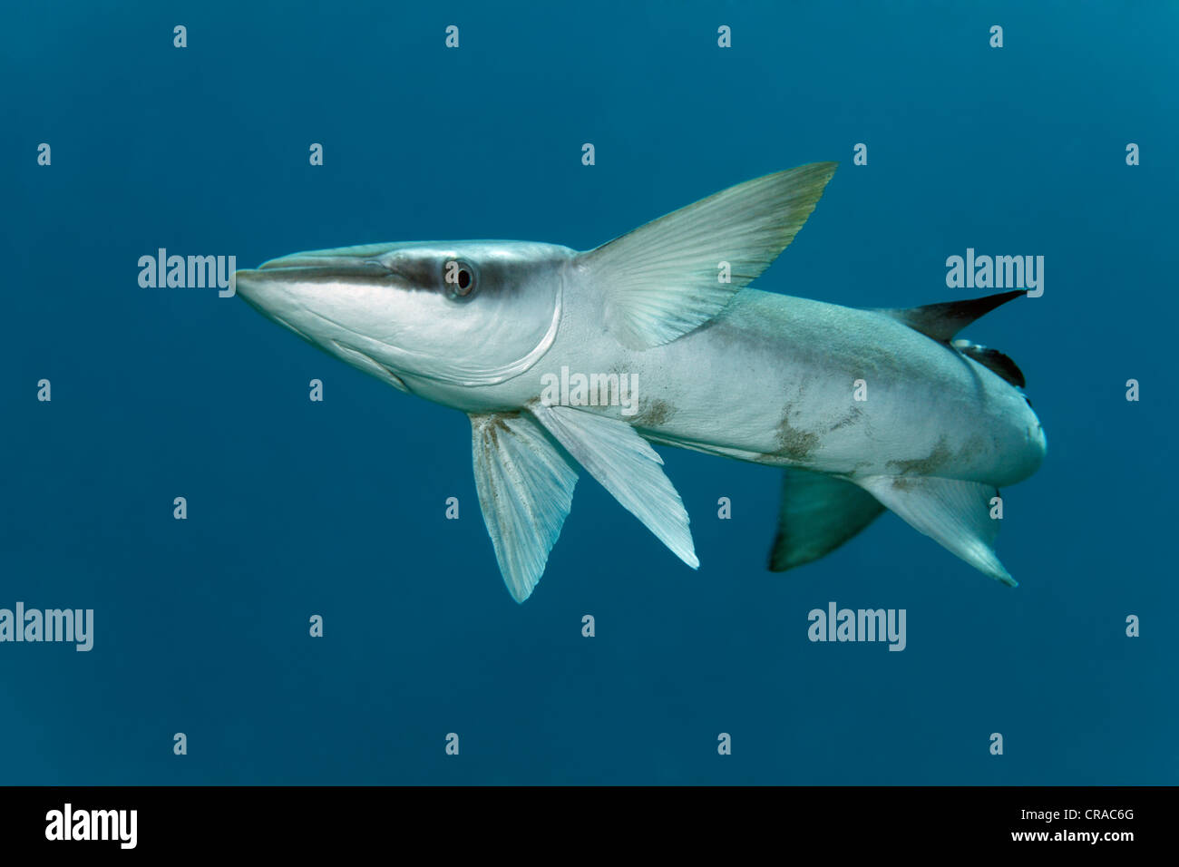Suckerfish Echeneis naucrates mince (), Makadi Bay, Hurghada, Egypte, Mer Rouge, Afrique Banque D'Images