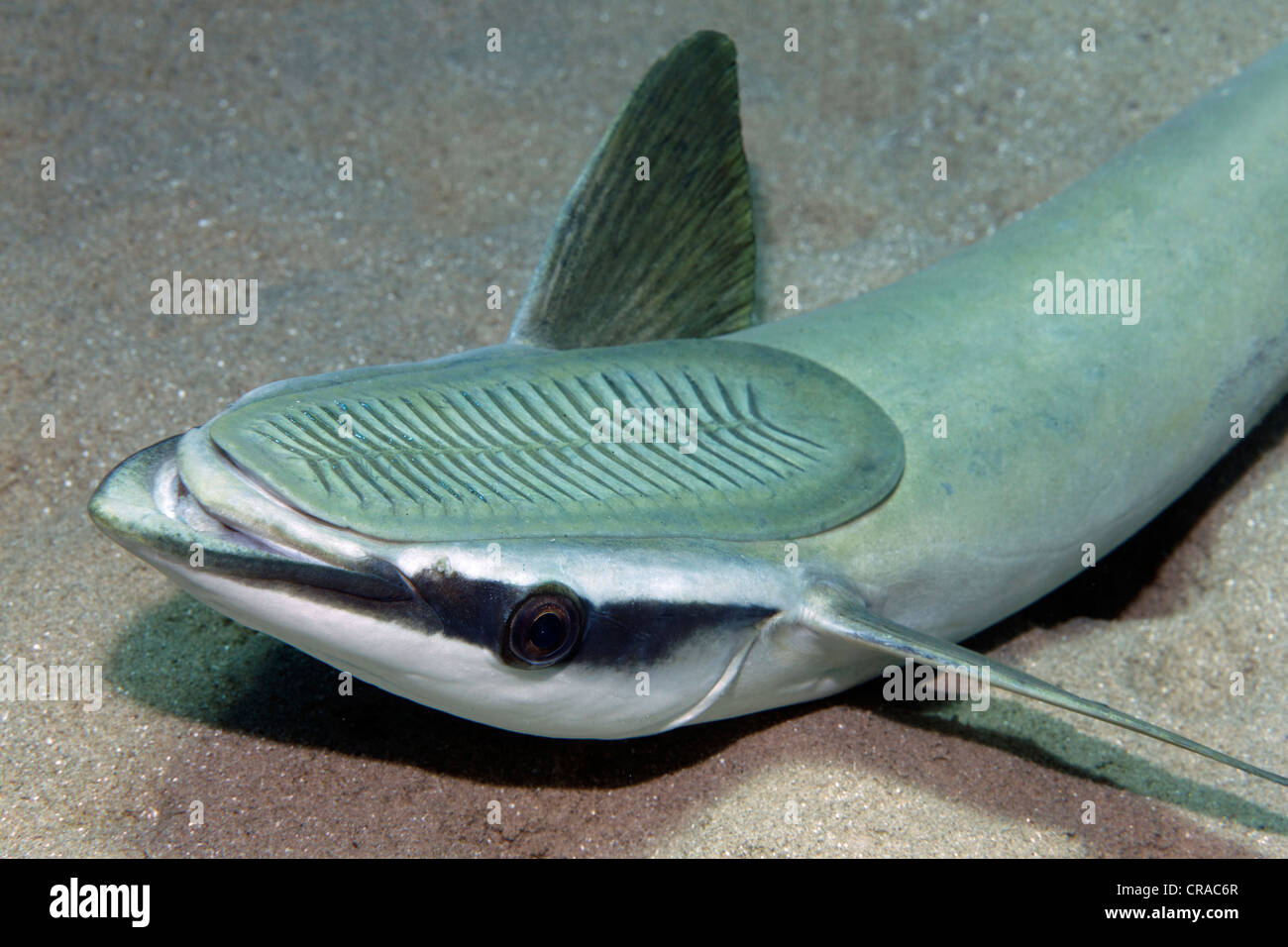 Suckerfish Sharksucker svelte, Echeneis naucrates) (couché sur le fond de sable, sucker sur le dessus, portrait, Makadi Bay, Hurghada, Egypte Banque D'Images