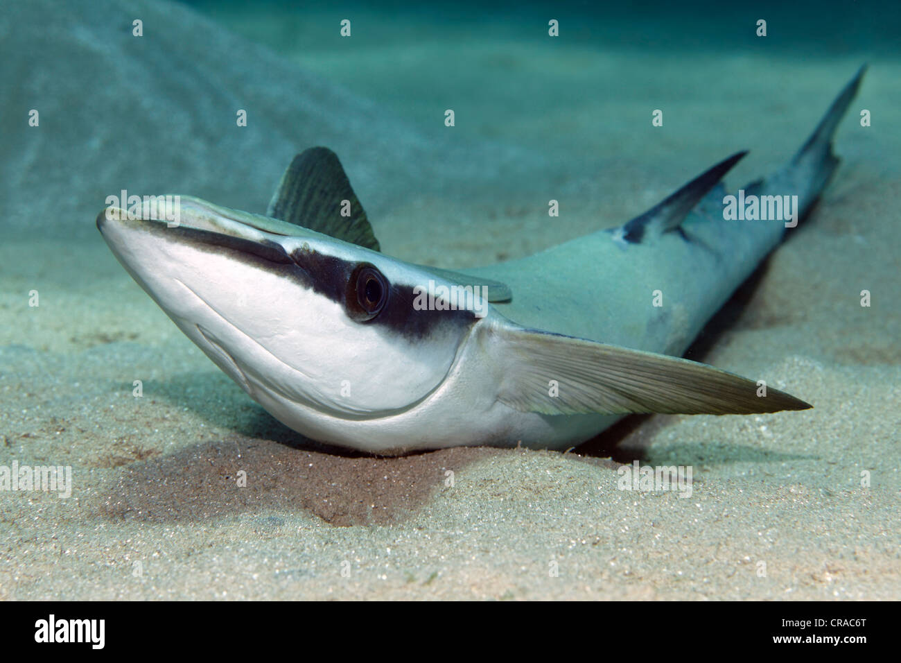 Suckerfish Echeneis naucrates (mince) couchée sur le fond de sable, Makadi Bay, Hurghada, Egypte, Mer Rouge, Afrique Banque D'Images