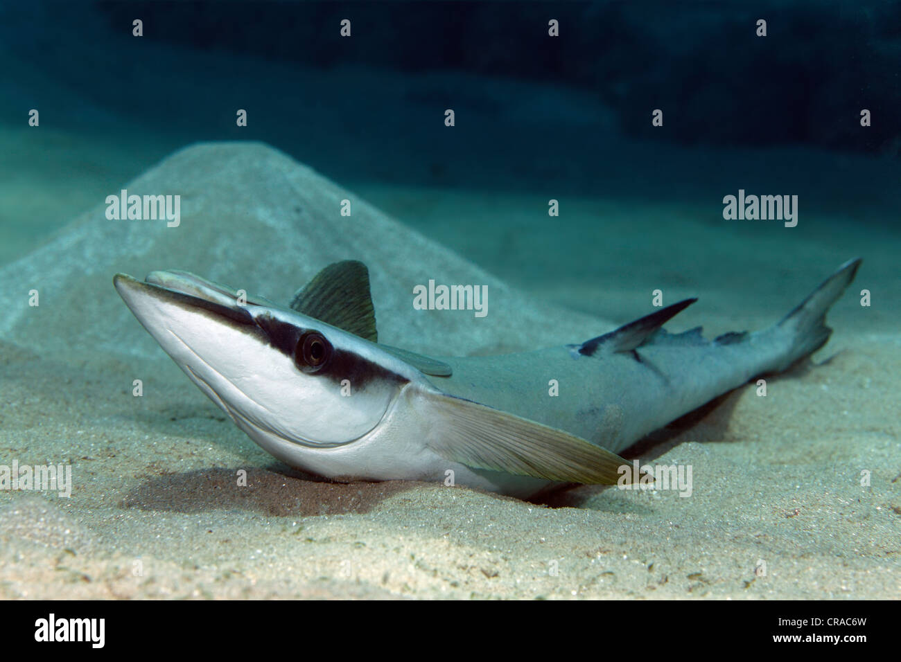 Suckerfish Echeneis naucrates (mince) couchée sur le fond de sable, Makadi Bay, Hurghada, Egypte, Mer Rouge, Afrique Banque D'Images